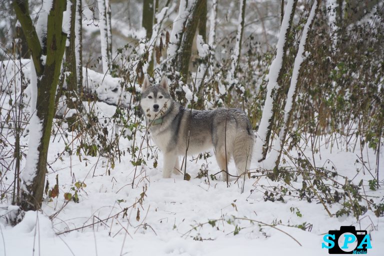 Hond gaat door ijs en blijft op eiland zitten in Het Park Rotterdam